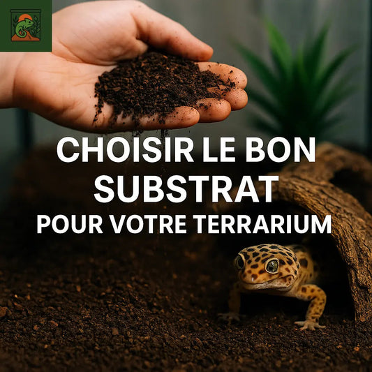 Choisir-le-bon-substrat-pour-votre-terrarium LeTerrarium