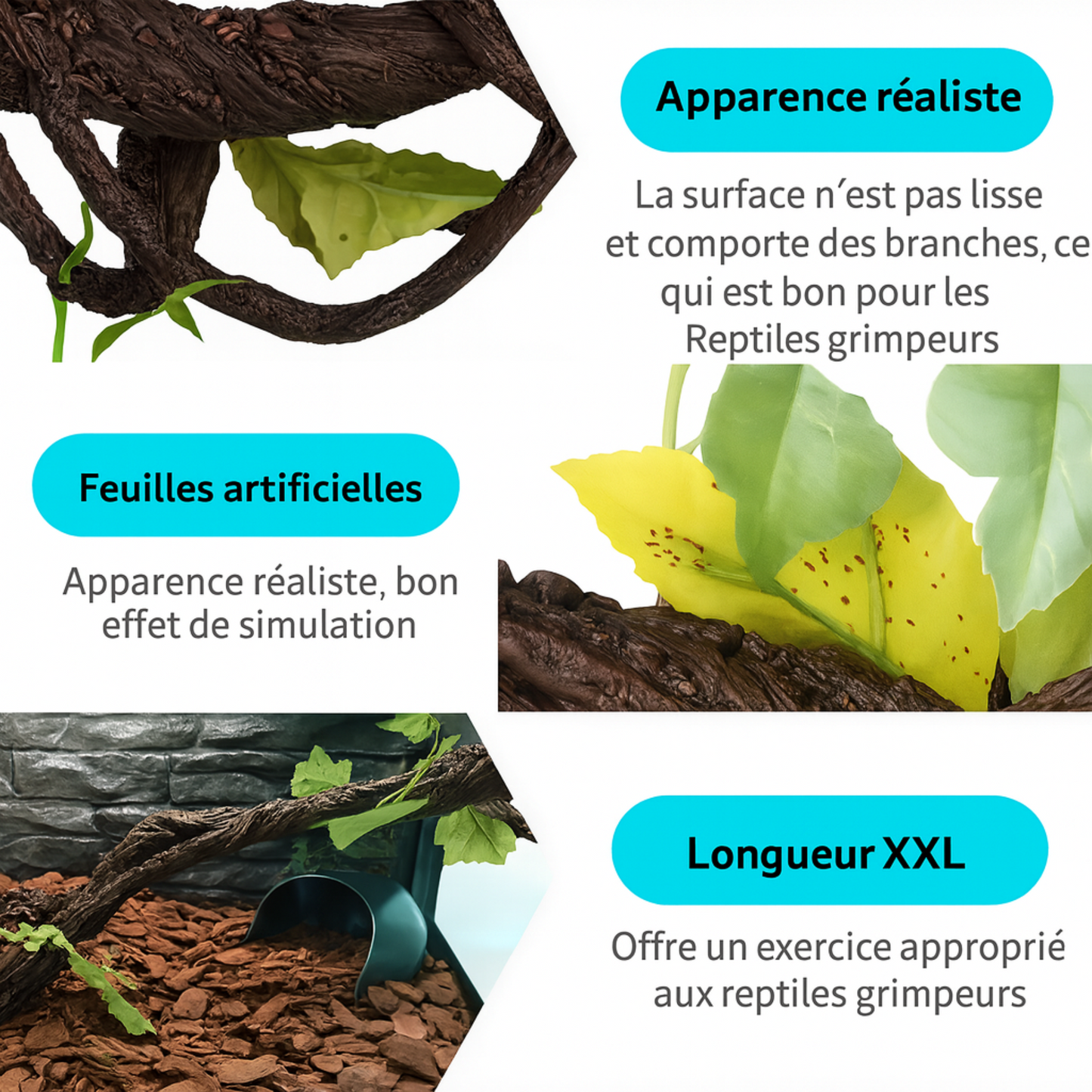 Lianes pour Terrarium style Jungle