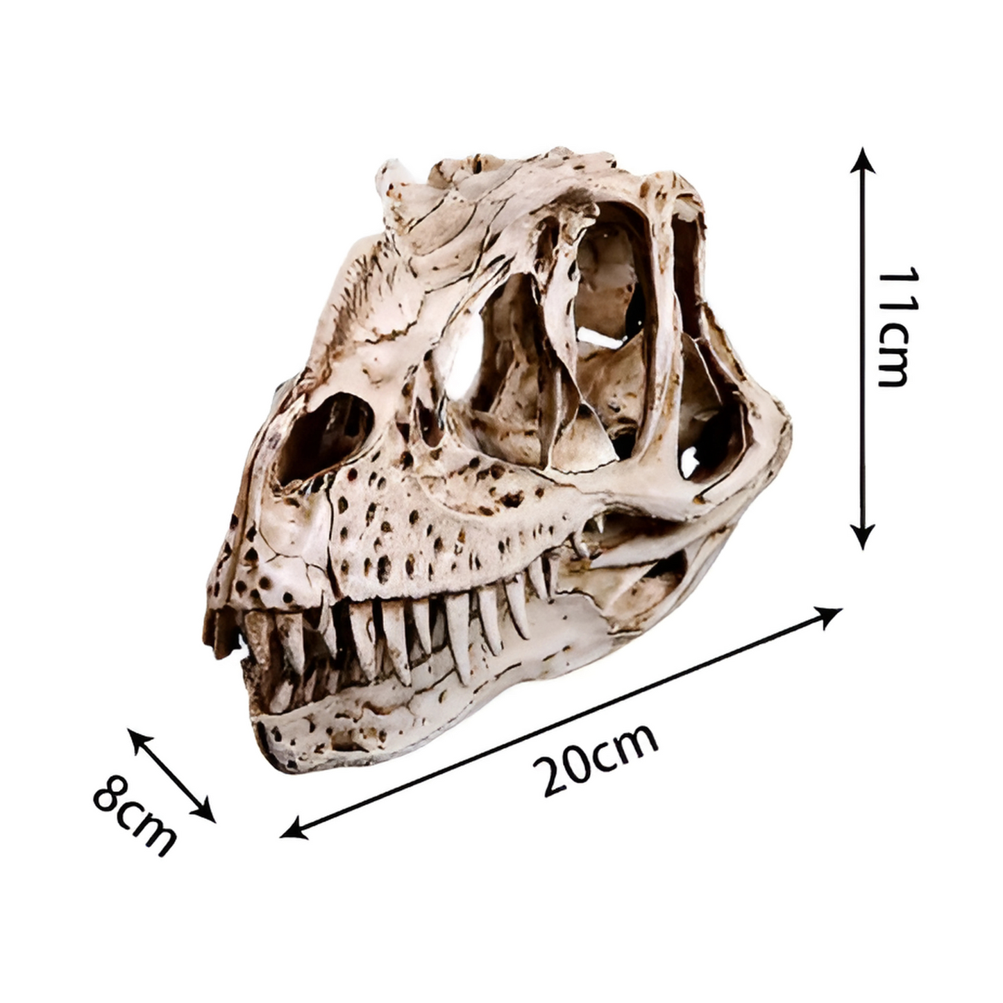 Crâne de Dinosaure en Résine pour Terrarium – Déco Fossile