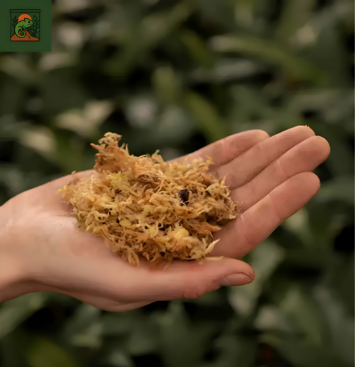 Kit- Fibre de Coco pour Terrarium et Mousse de Sphaigne