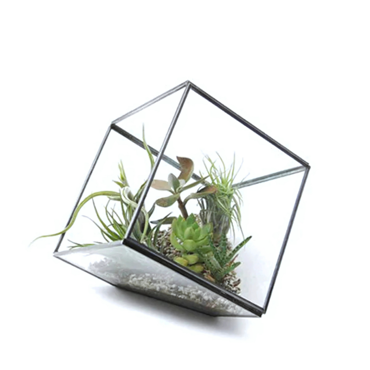 Kit Terrarium en Verre Cube