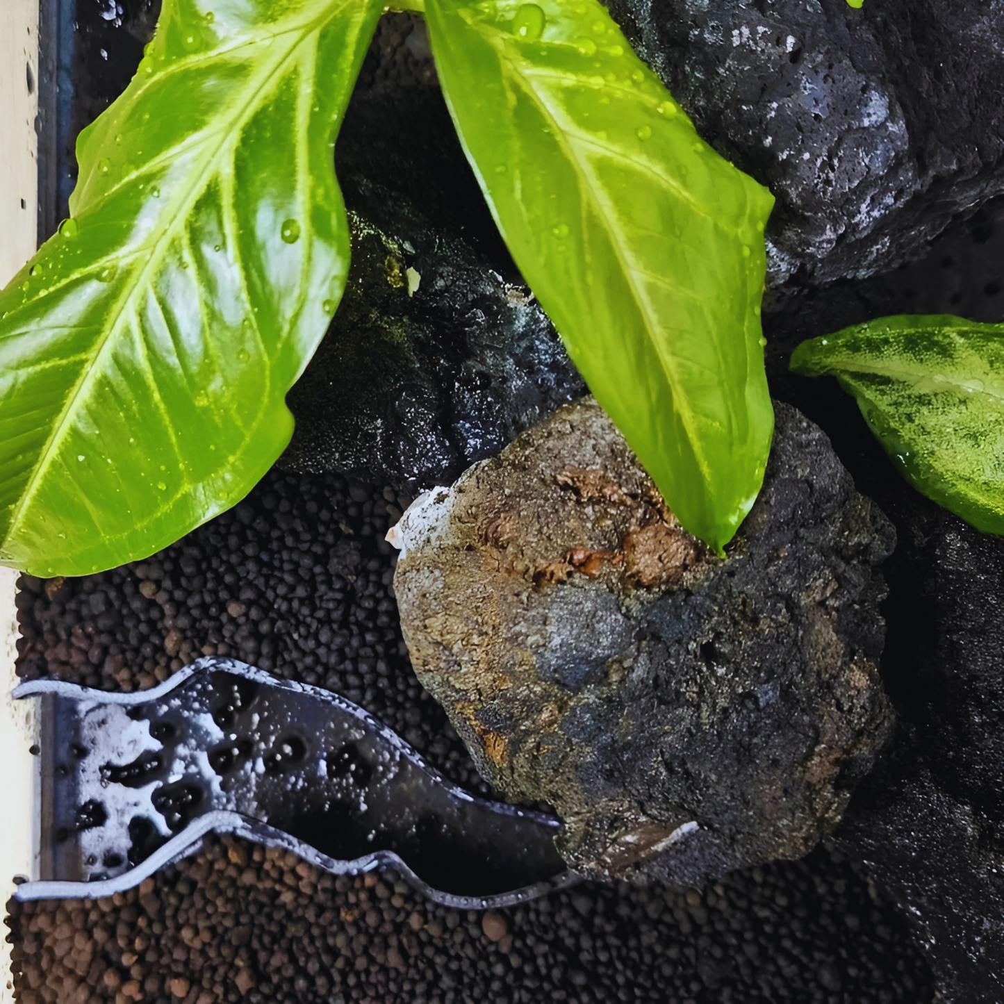 Canyon pour Terrarium – Décor Imprimé & Partie Aquatique Intégrée