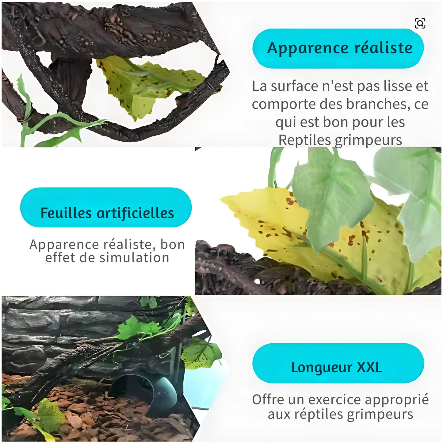 Lianes pour Terrarium style Jungle