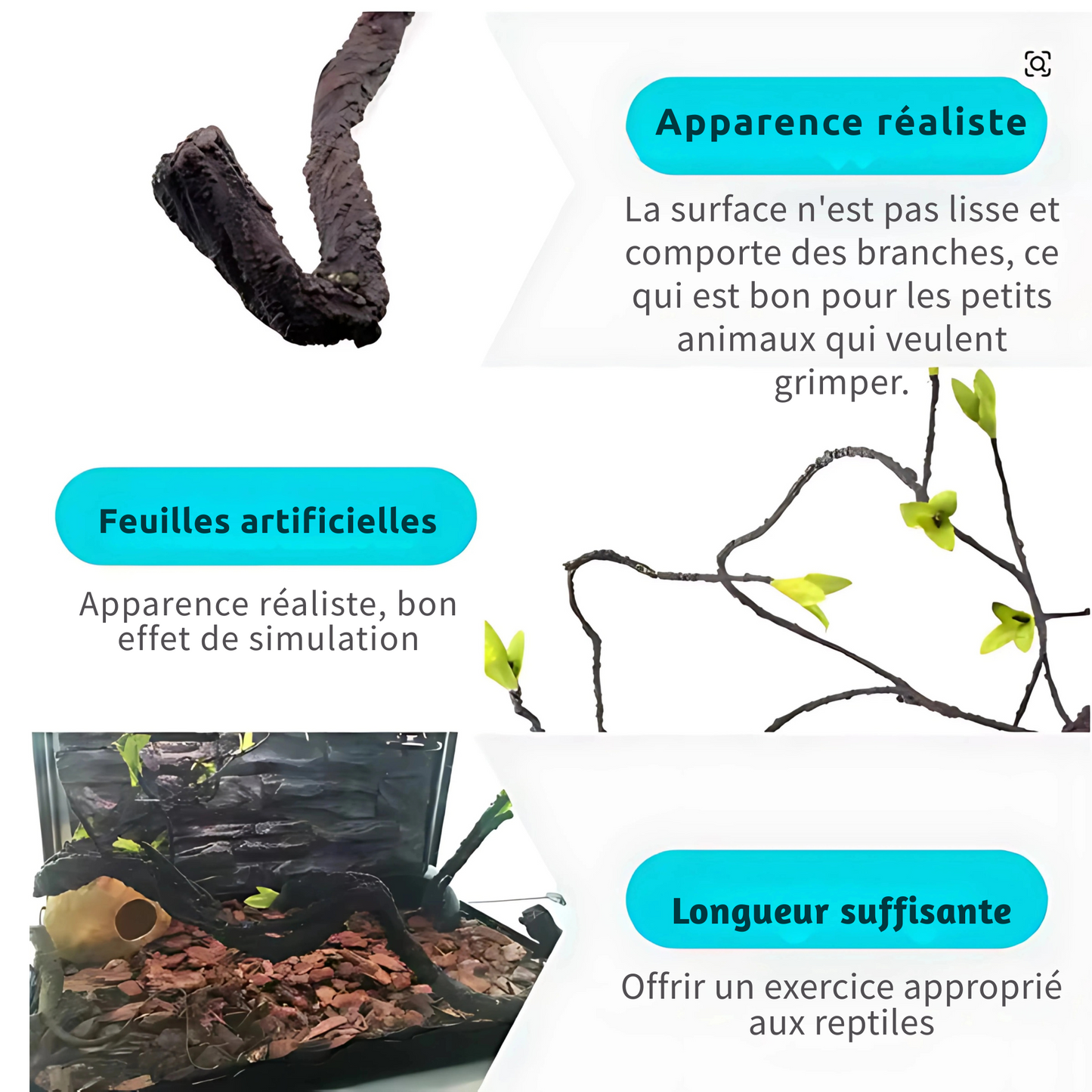 Lianes pour Terrarium style Jungle