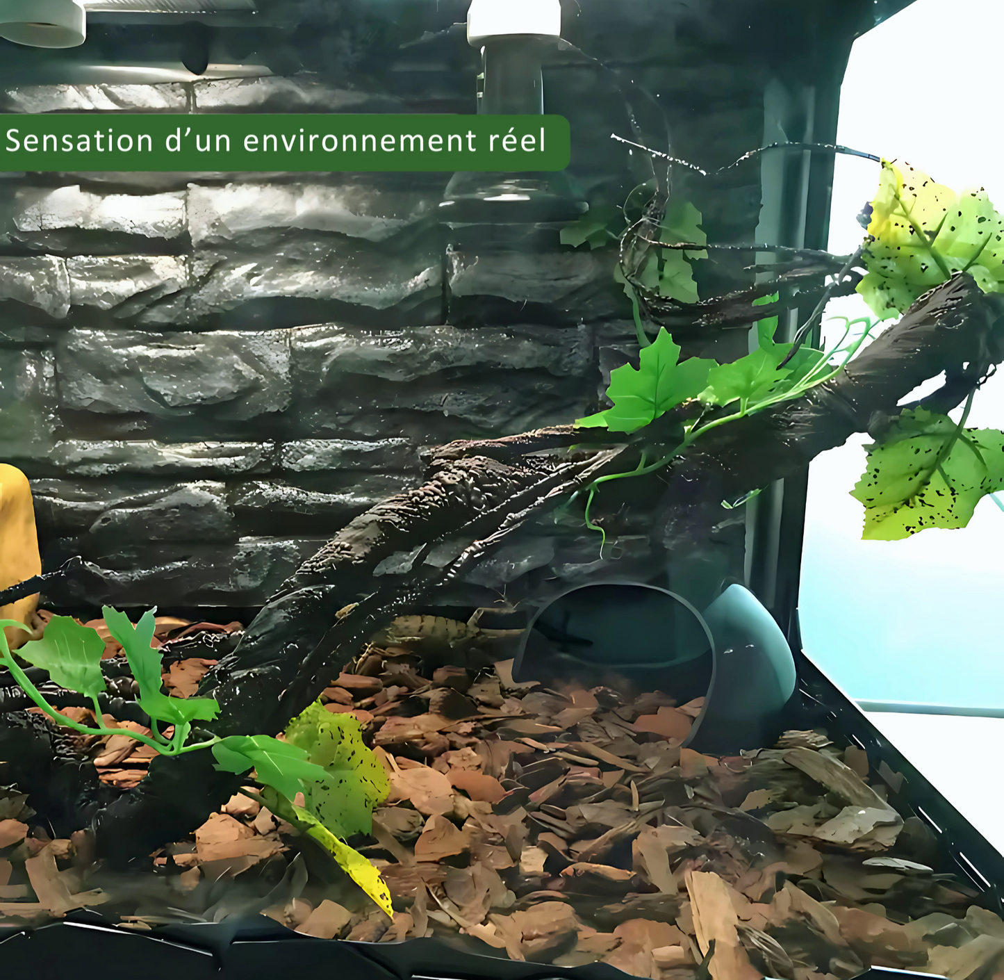Lianes pour Terrarium style Jungle