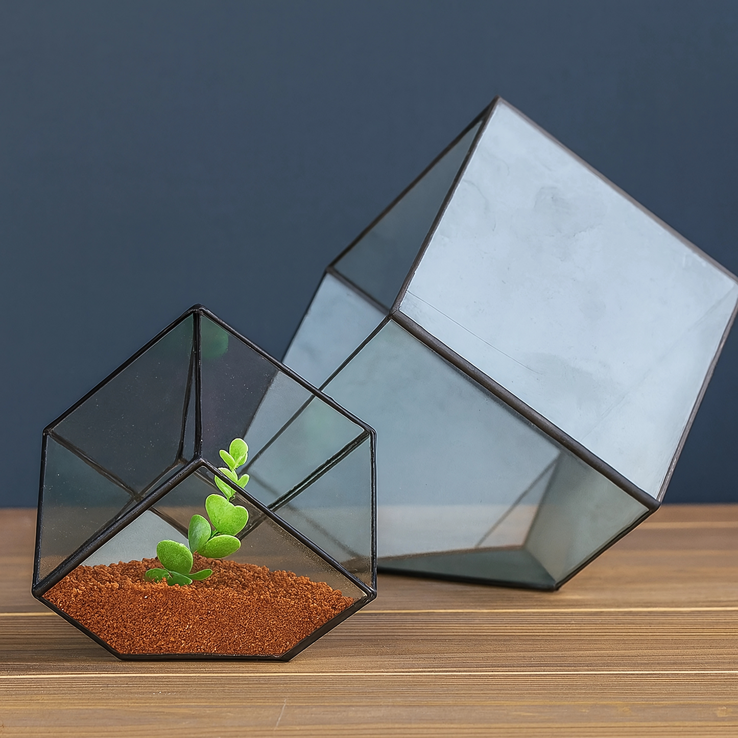 Kit Terrarium en Verre Cube