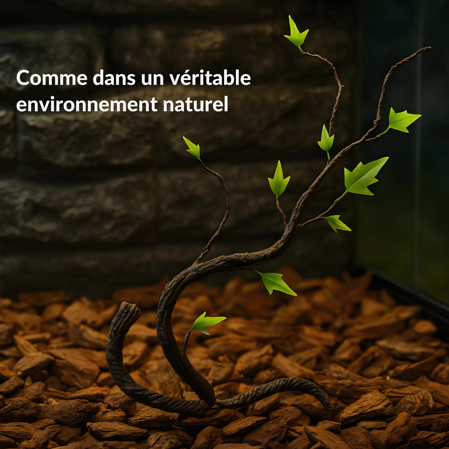 Lianes pour Terrarium style Jungle