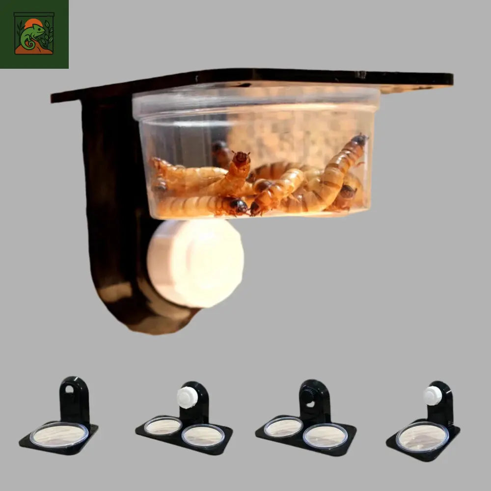 Bol d’Alimentation pour Terrarium
