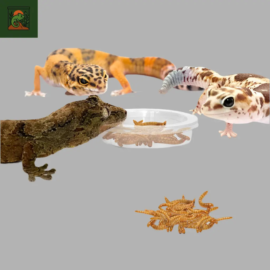 Bol de Nourrissage Anti-Fuite pour Reptiles