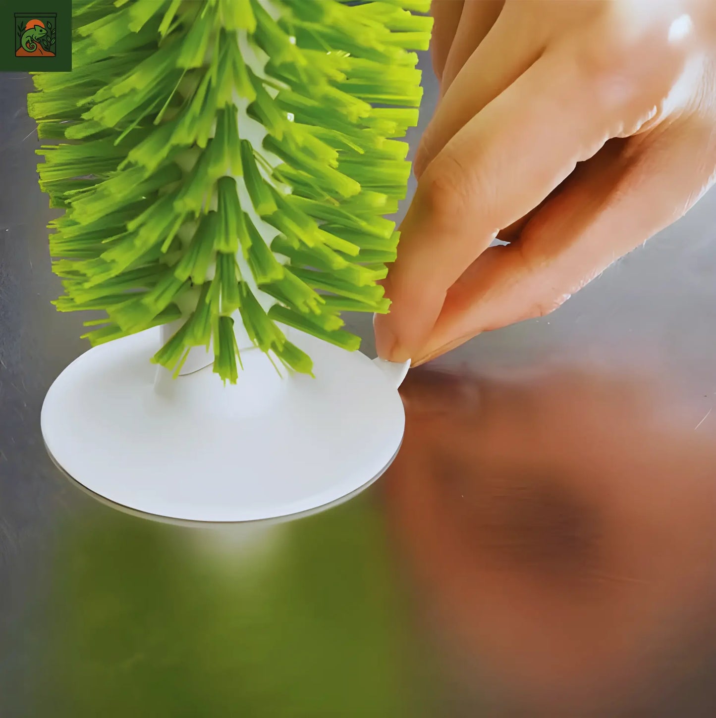 Brosse pour tortue – Outil d’Exfoliation Terrarium pour carapace