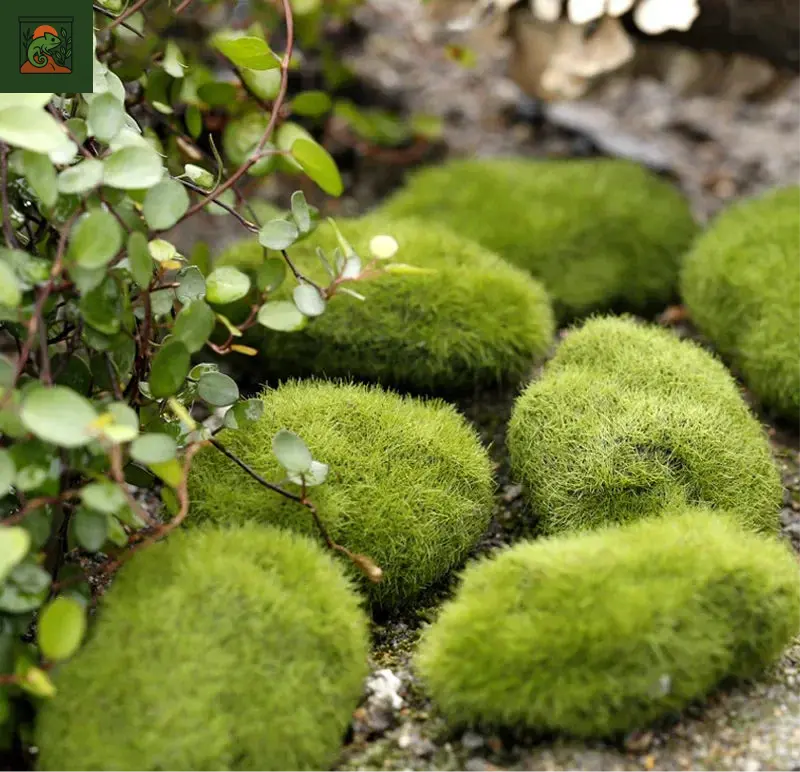 Mousse de Terrarium