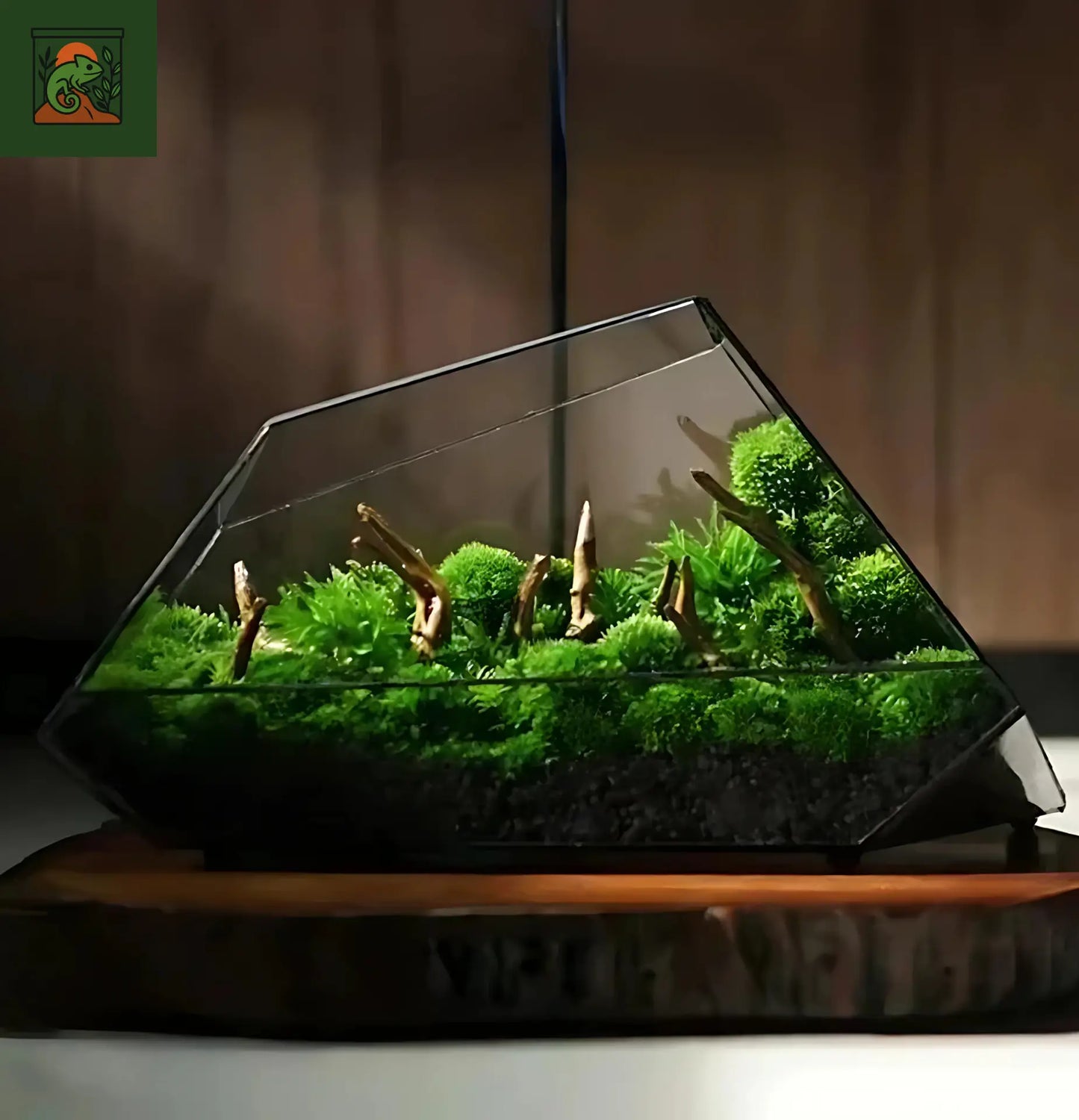 Terrarium Biosphère en verre – style moderne et géométrique
