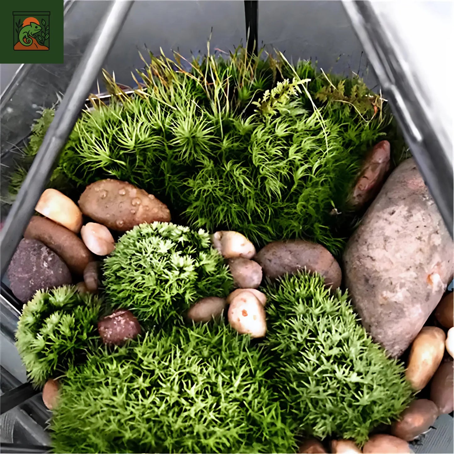 Terrarium Écosphère en Verre Pyramidal