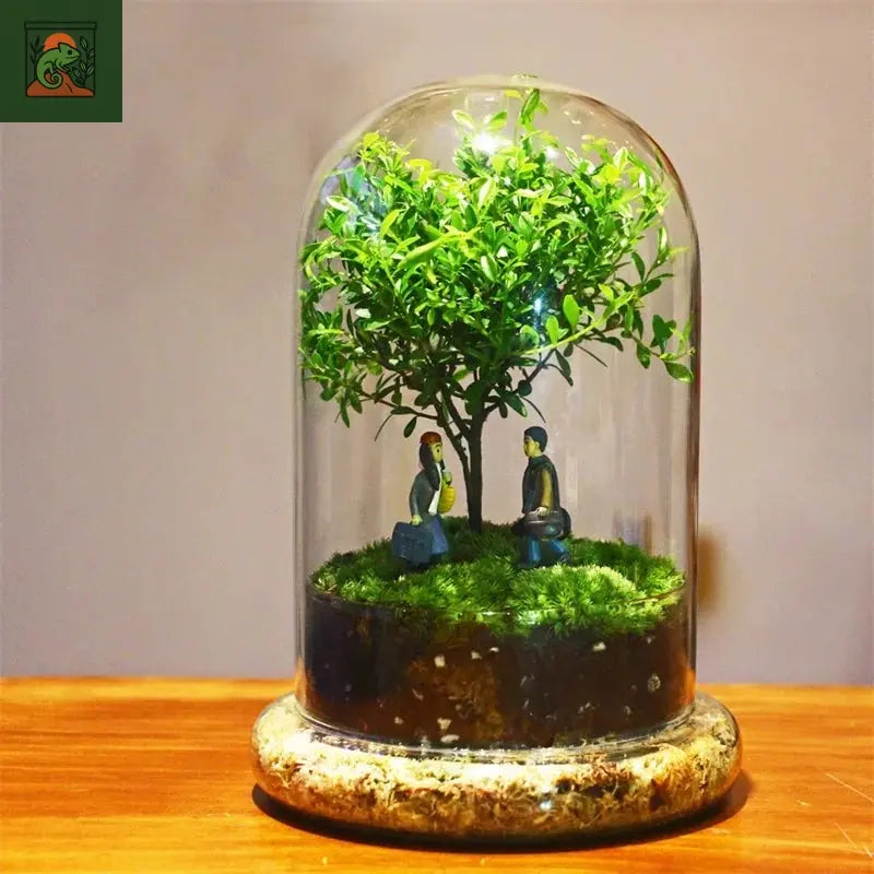 Vase en verre HI Succulent avec couvercle en verre breton créatif, micro mousse succulente, terrarium de paysage, décoration de la maison