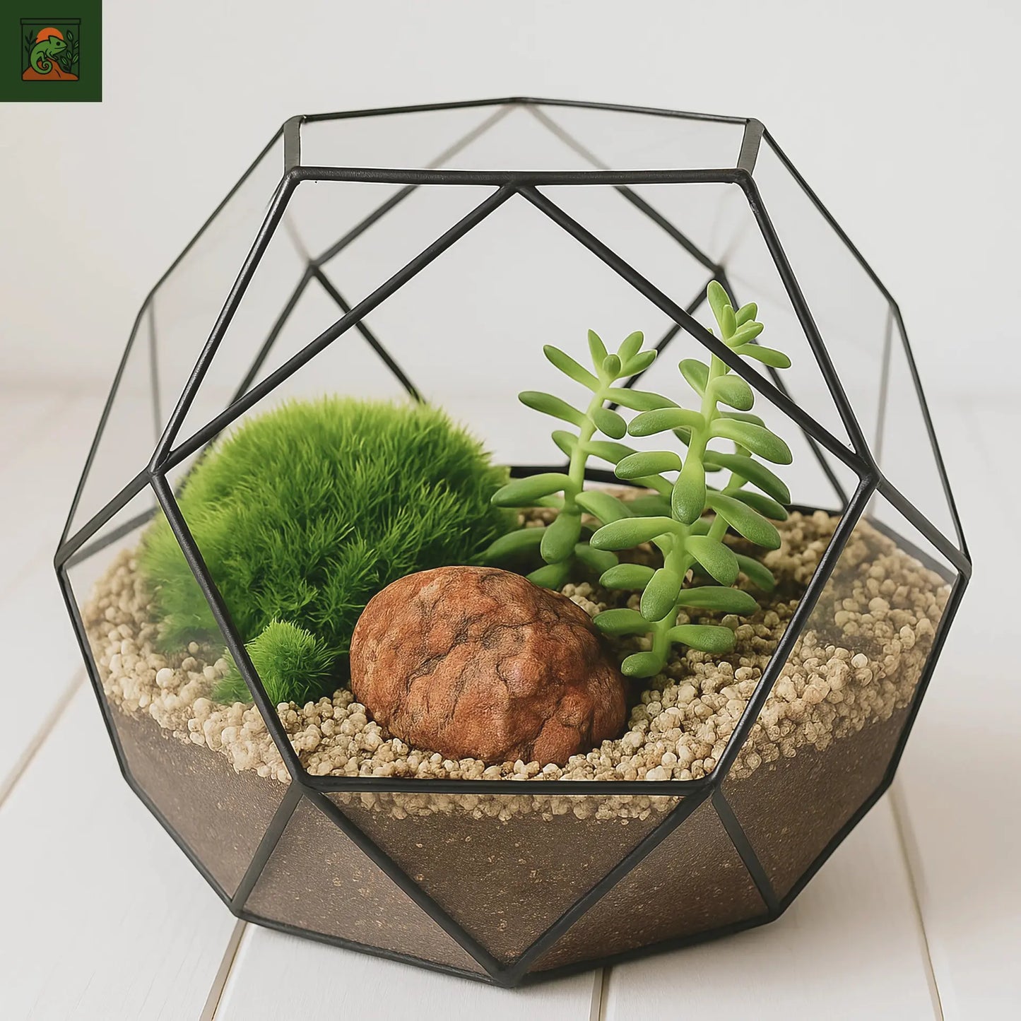 Terrariums géométriques en verre polyèdre Terrariums à dôme géodésique créatifs pour plantes succulentes fleurs décoration de jardin de maison