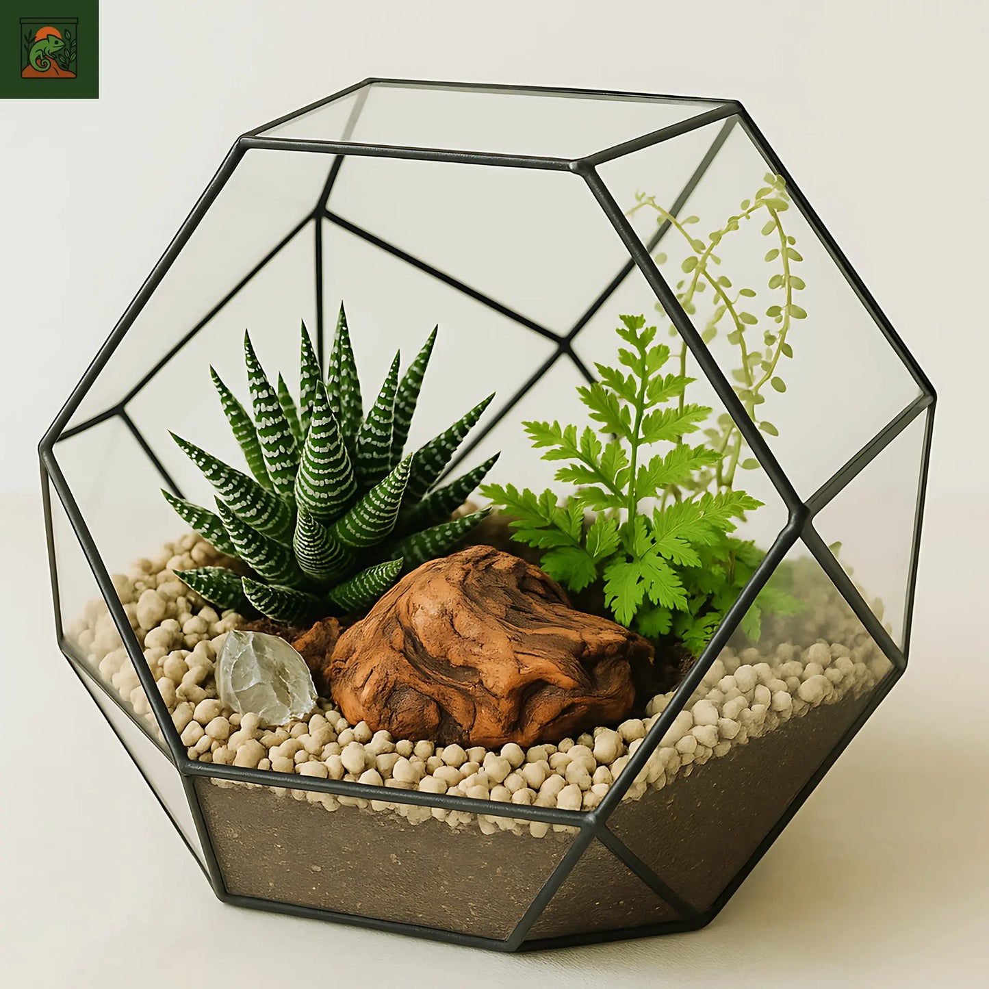 Terrarium Plante Écosphère Sphérique