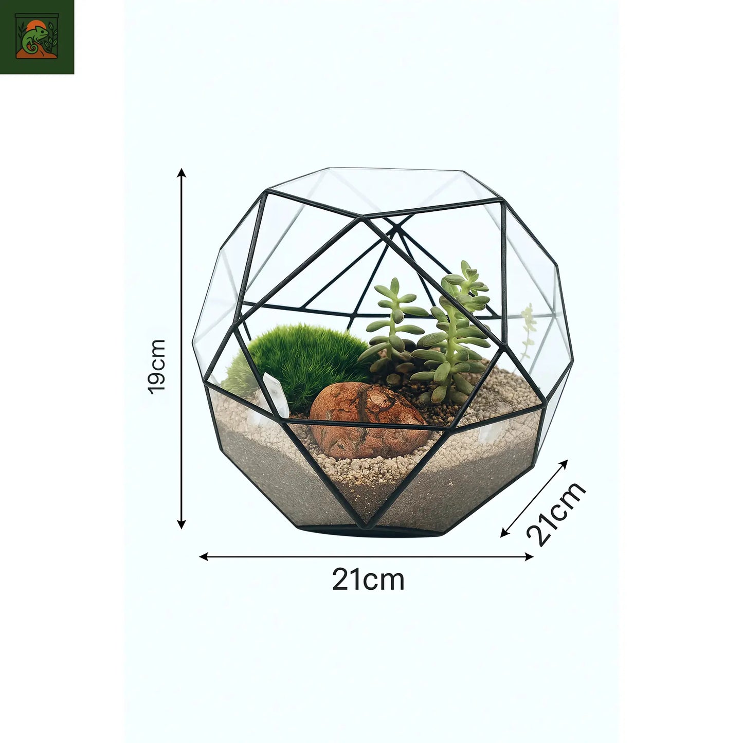 Terrarium Plante Écosphère Sphérique