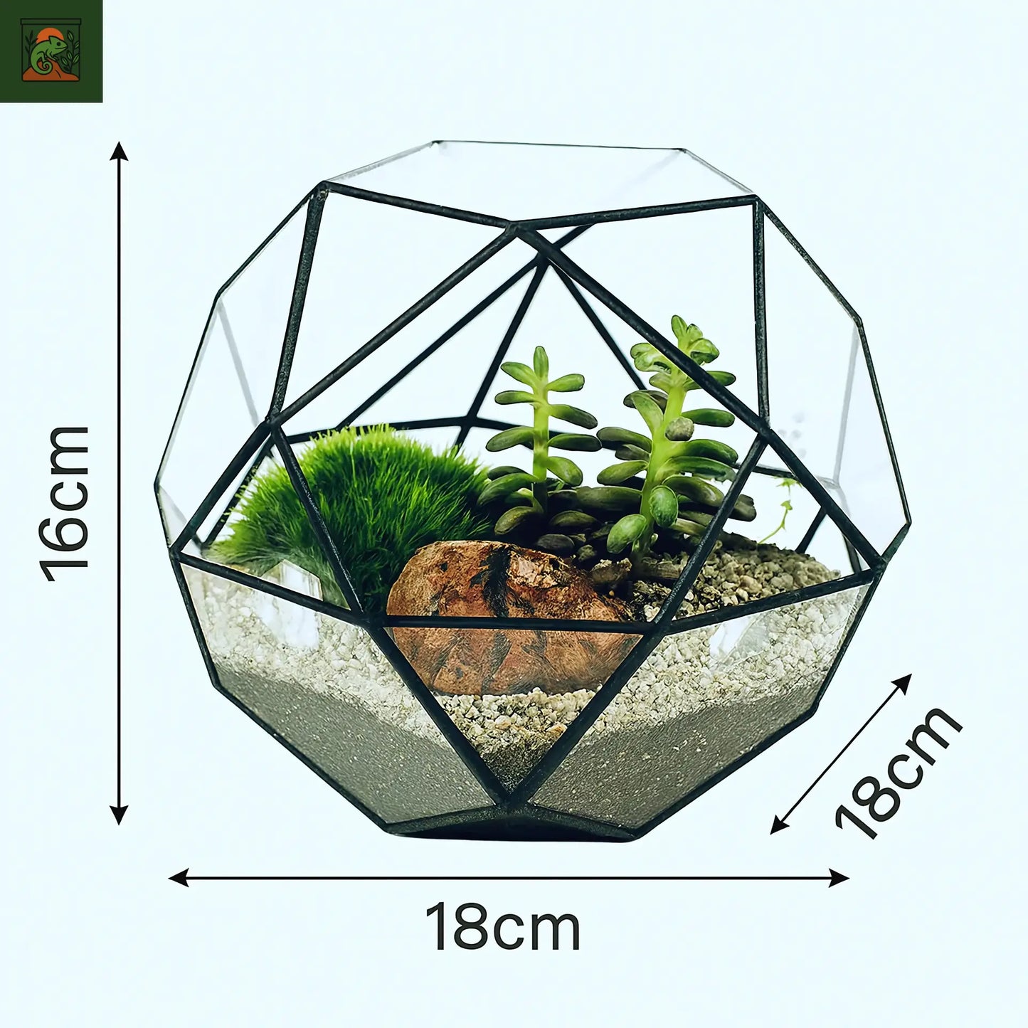 Terrarium Plante Écosphère Sphérique