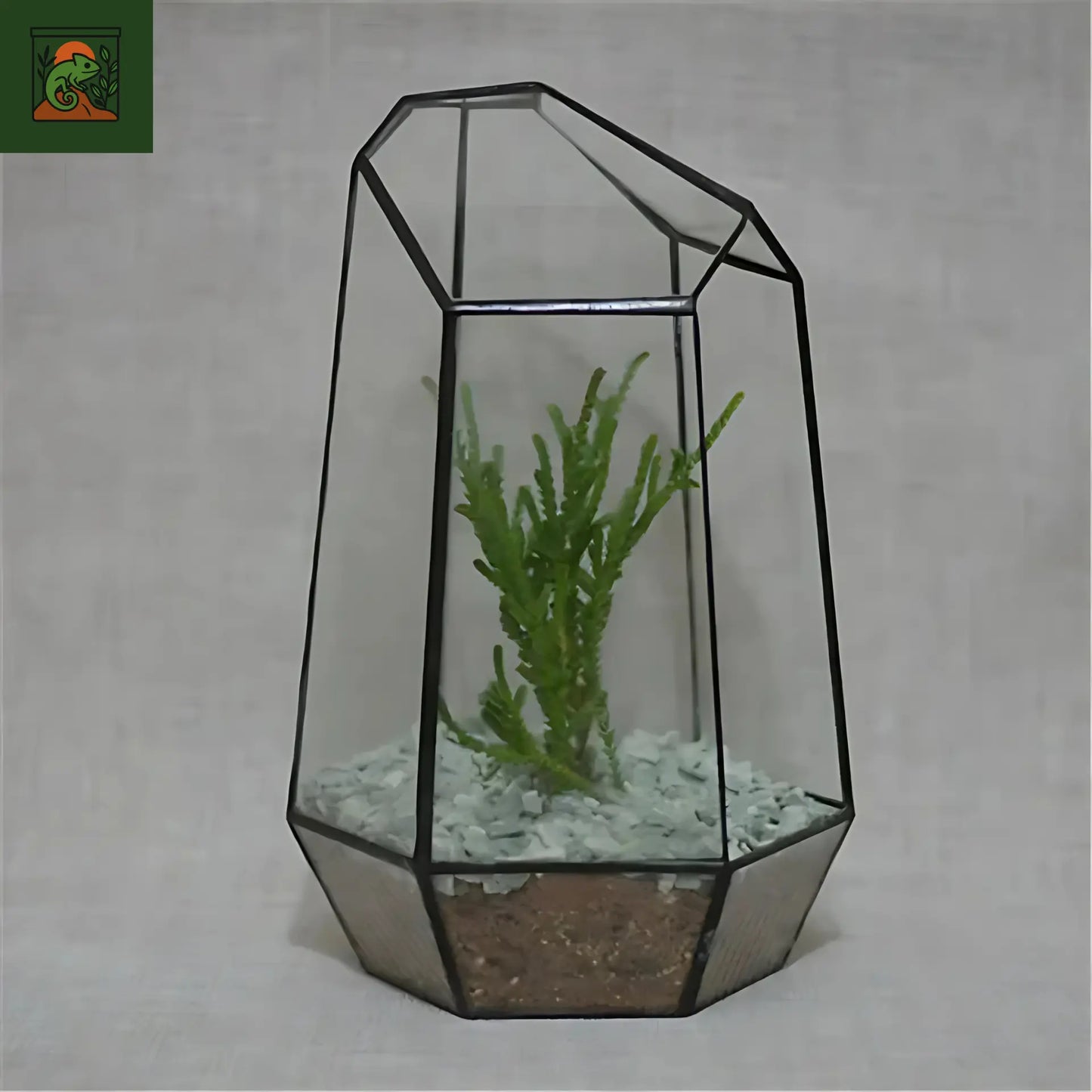 Terrarium Plante Géométrique