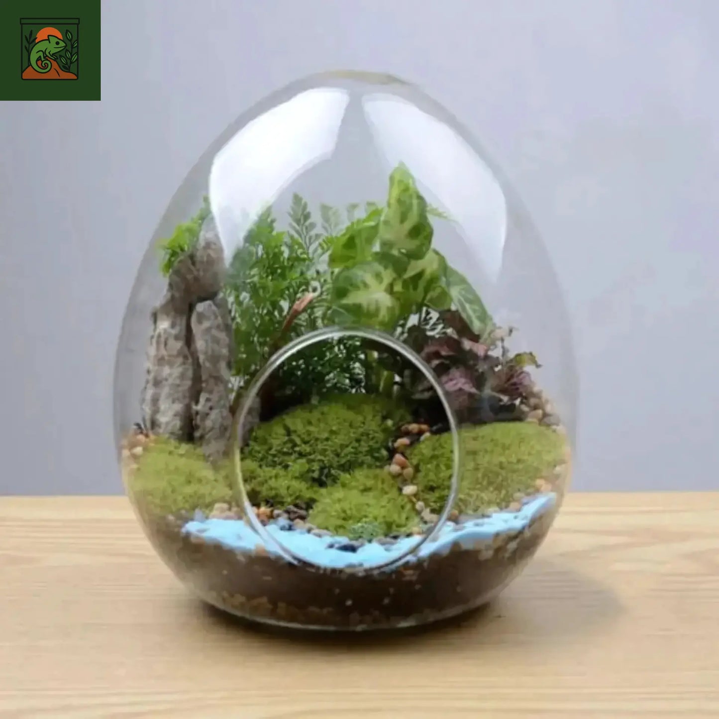 Terrarium Plante Œuf en Verre – Vase Créatif pour Micro Paysage