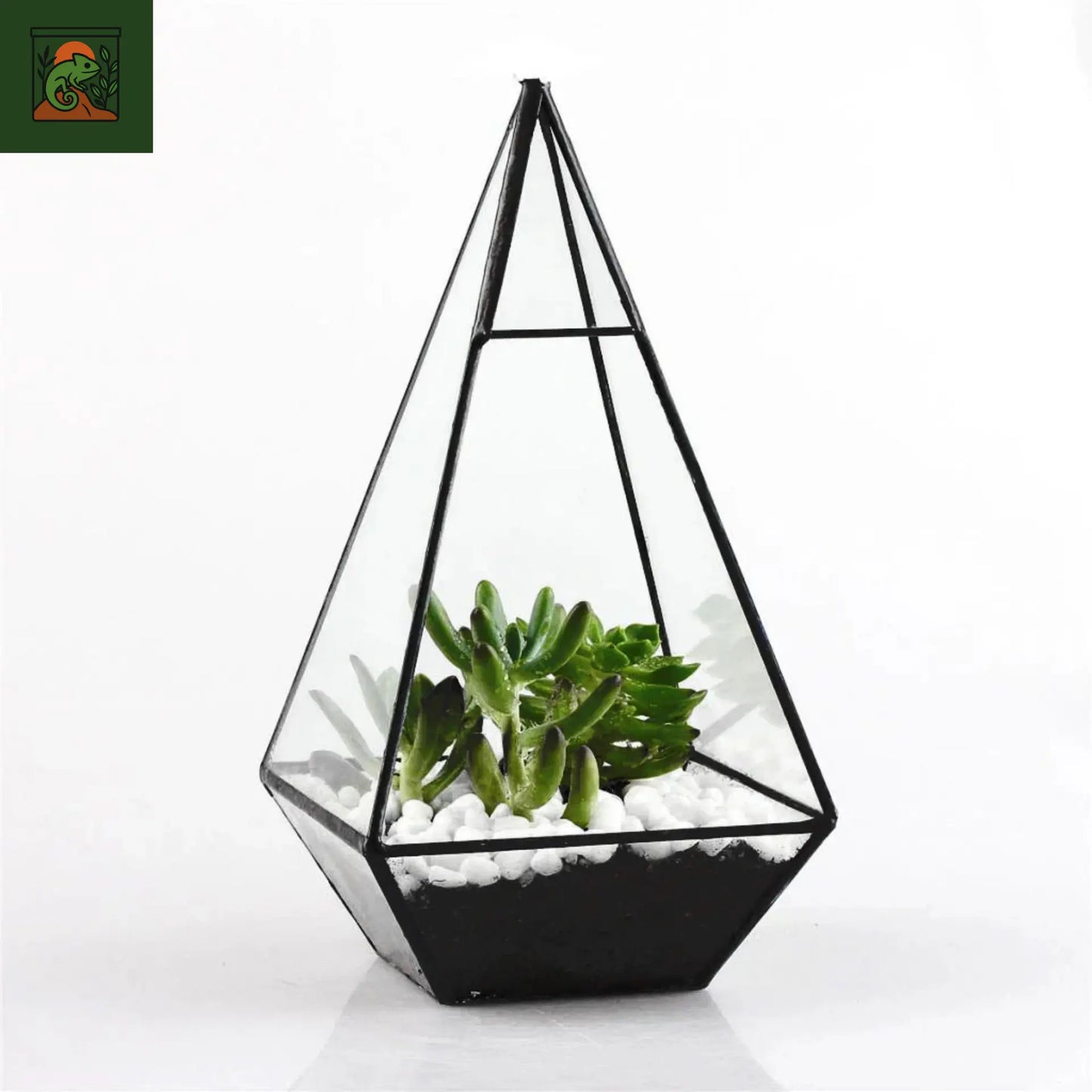 Terrarium a Plante Pyramidale