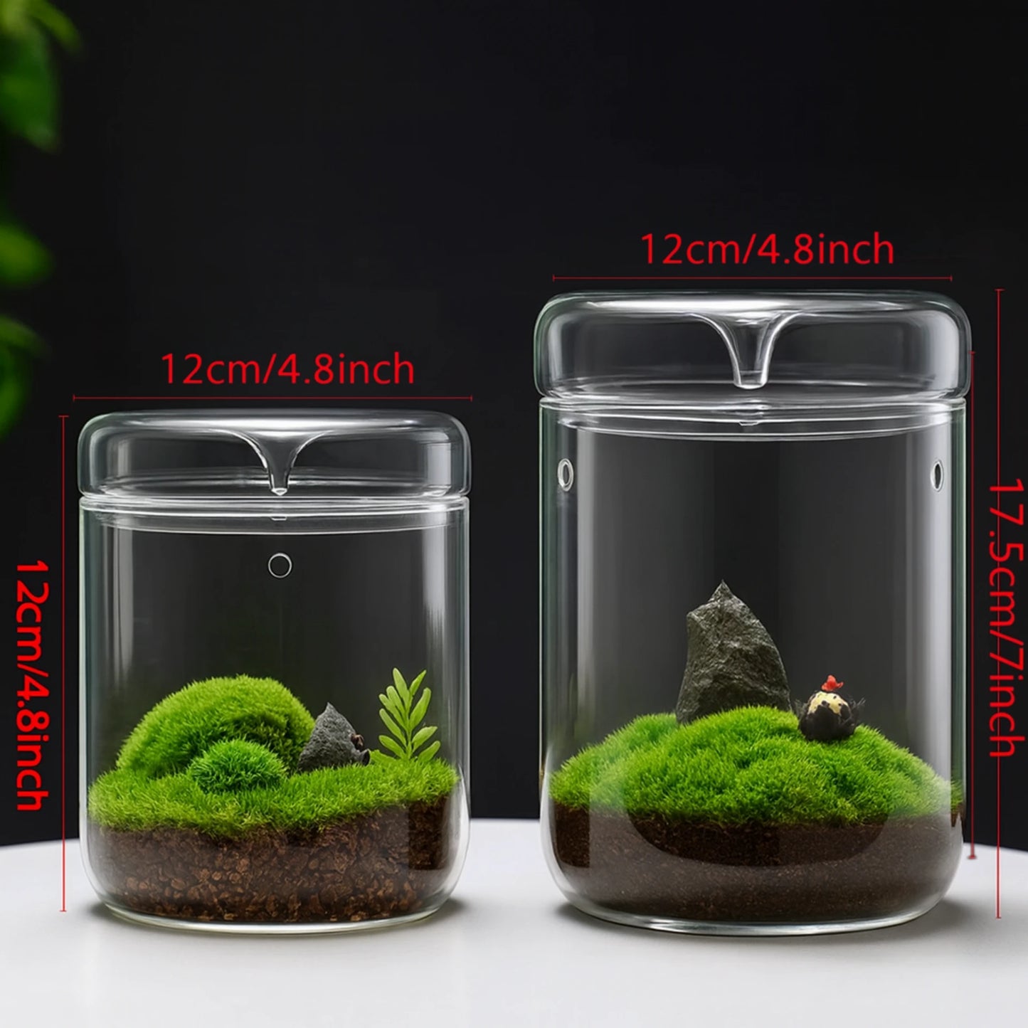 Terrarium Plante Végétal en Verre