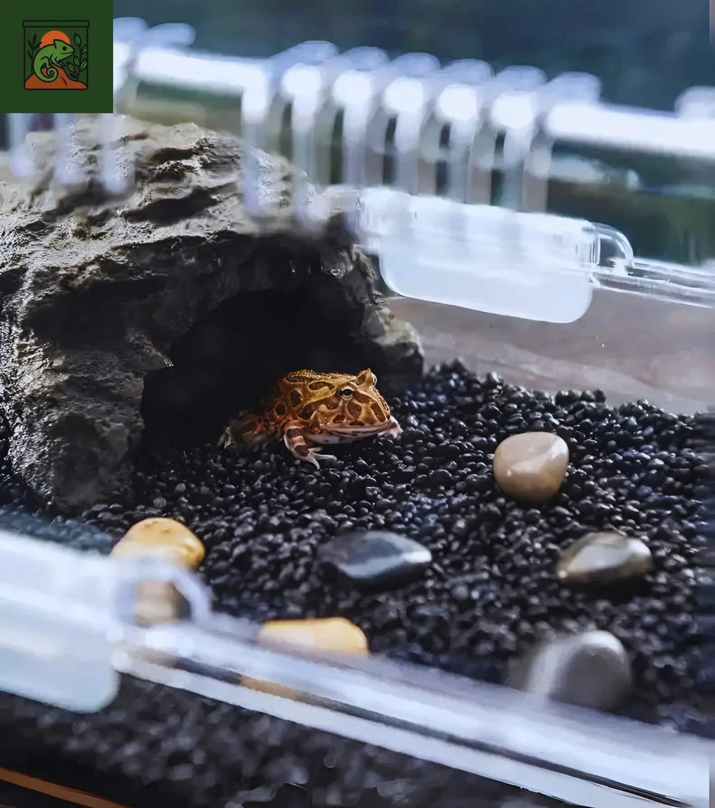 Terrarium en Acrylique Transparent – Facile à Monter