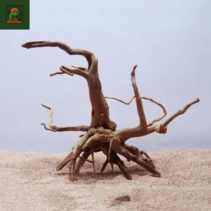 Tronc d'Arbre Naturel en Bois Flotté pour Aquarium, Poisson Précieux, Reptiles, Intervalles, Racines, Plante, Décoration en Bois, Accessoire d'Ornement, Plantes