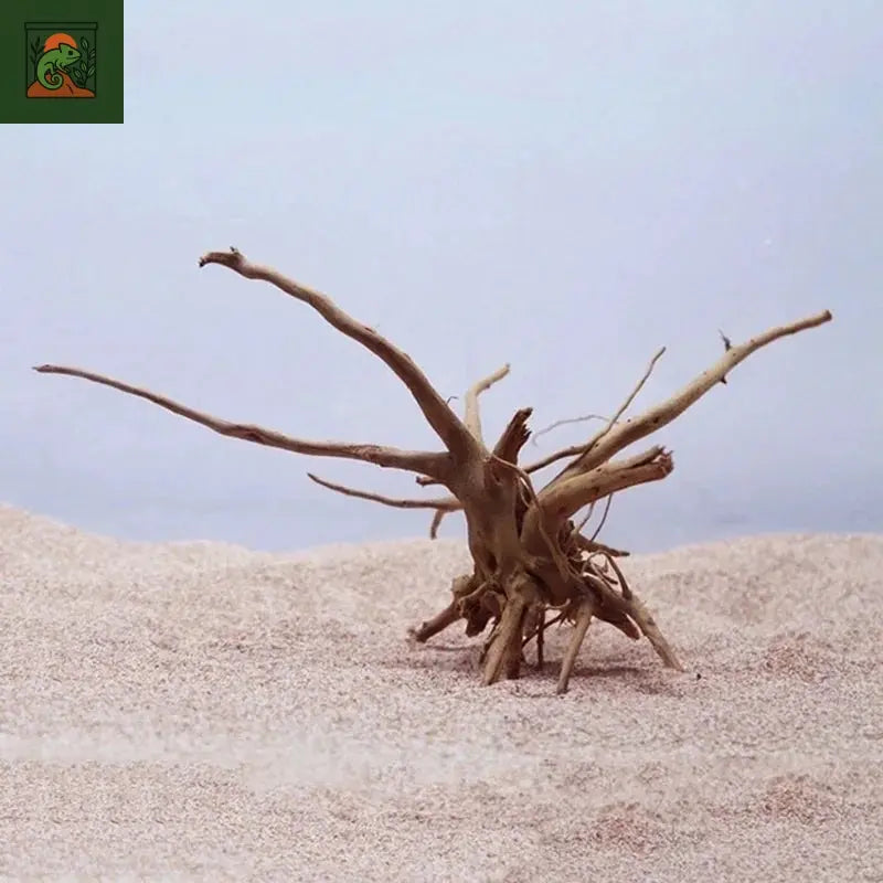 Tronc d'Arbre Naturel en Bois Flotté pour Aquarium, Poisson Précieux, Reptiles, Intervalles, Racines, Plante, Décoration en Bois, Accessoire d'Ornement, Plantes
