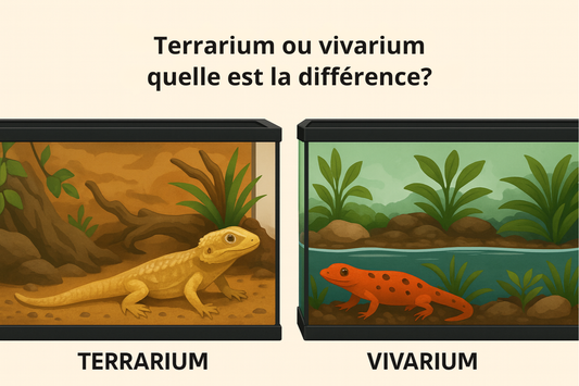 Terrarium ou vivarium : quelle est la différence ?
