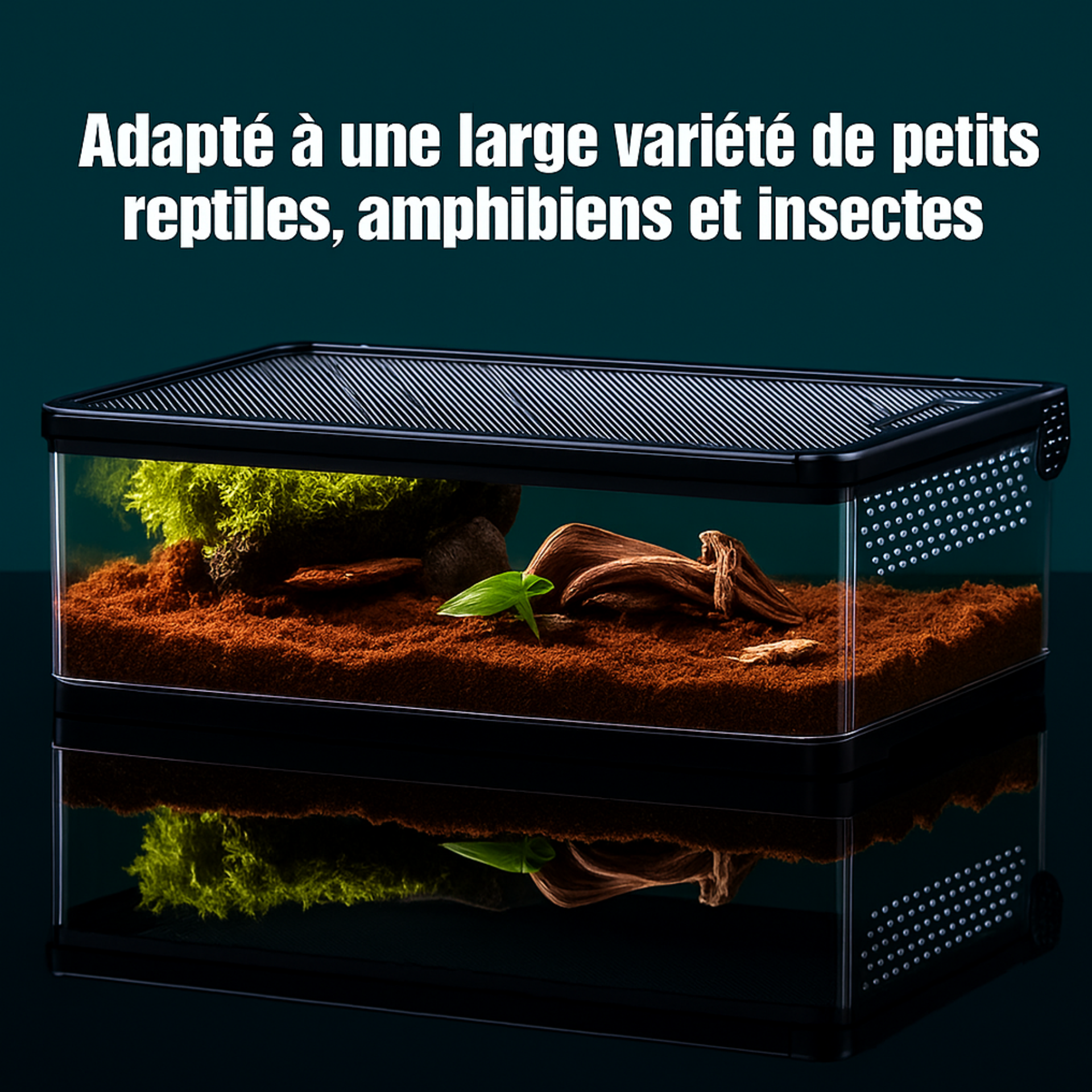 Terrarium Transparent de Nourrissage 