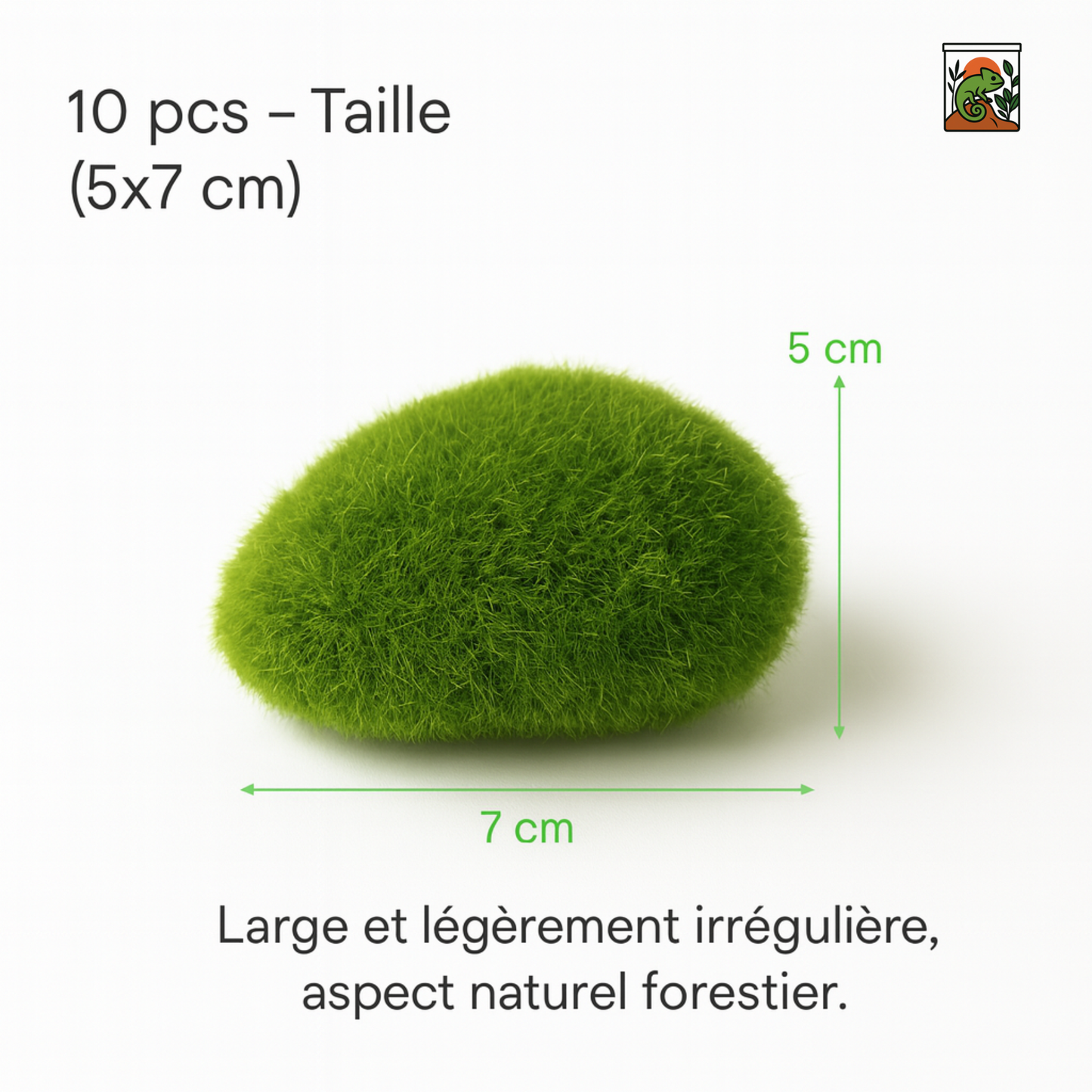 Mousse pour Terrarium 