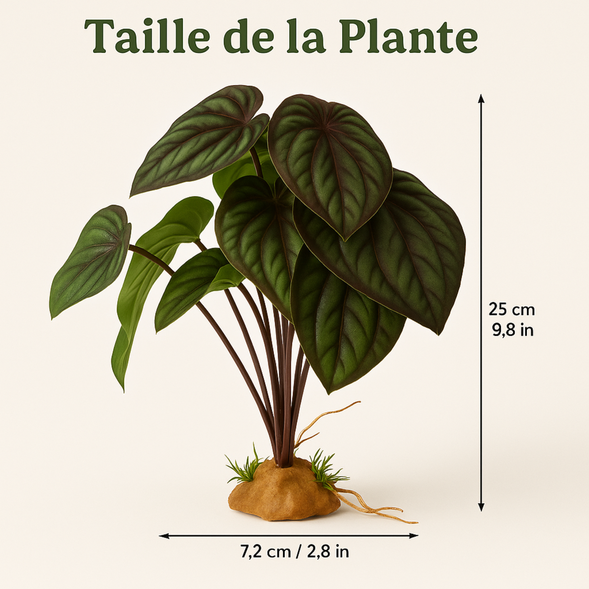 Plante Tropicale pour Terrarium 