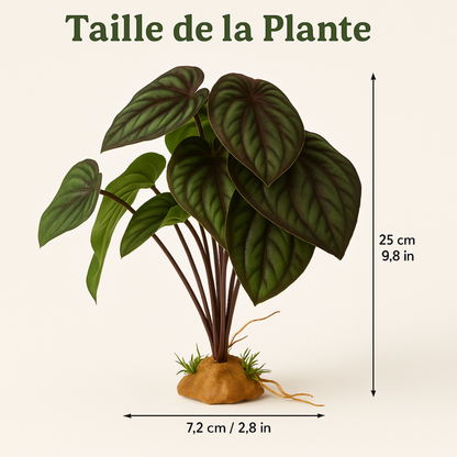 Plante Tropicale pour Terrarium 