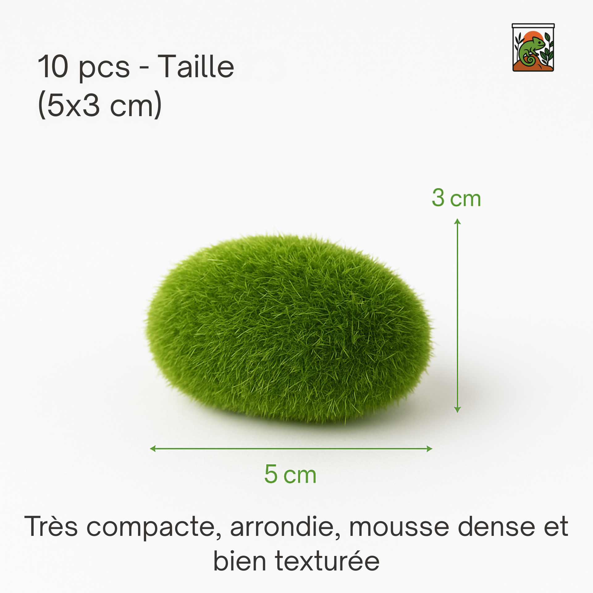 Mousse pour Terrarium 