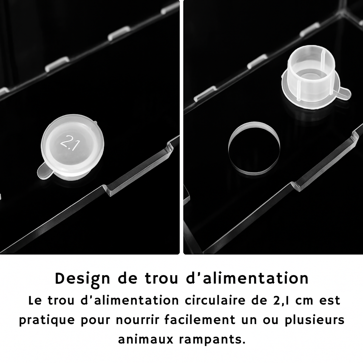 Terrarium en Acrylique à 4 Compartiments 