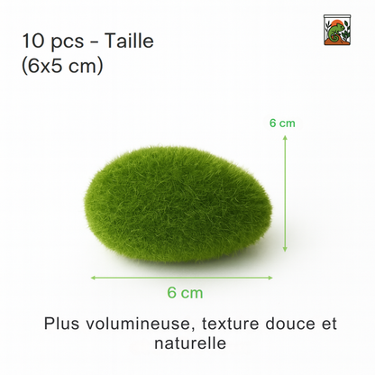 Mousse pour Terrarium 