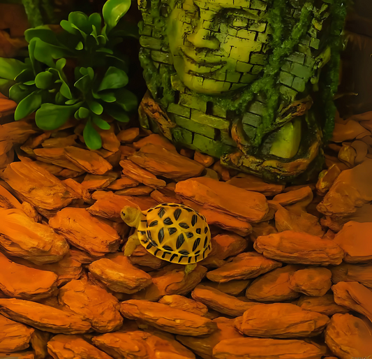 Substrat pour Terrarium 650g - Litière Écorce 