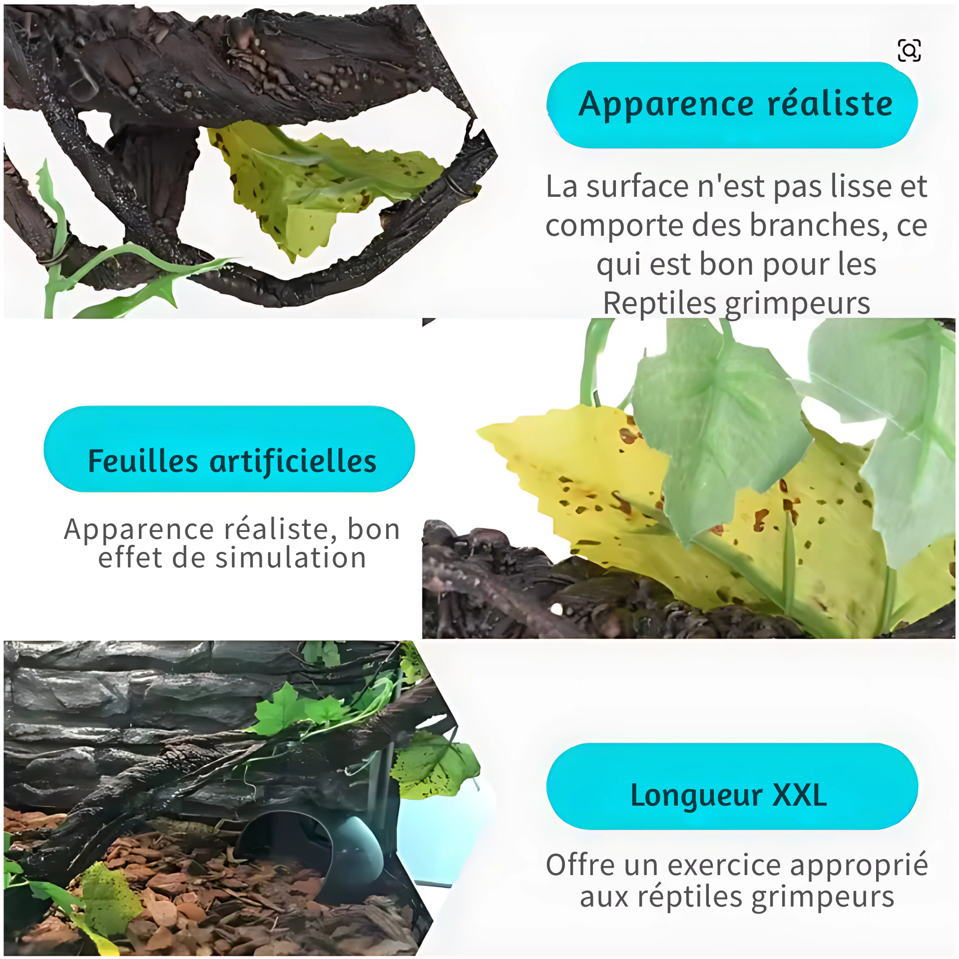 Lianes pour Terrarium style Jungle 
