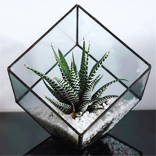 Kit Terrarium en Verre Cube 
