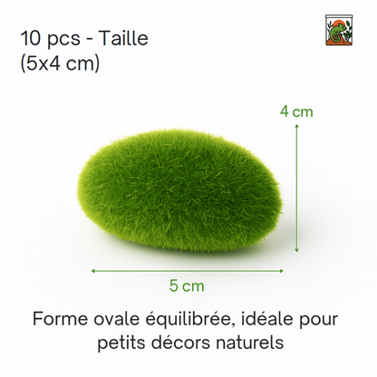 Mousse pour Terrarium 