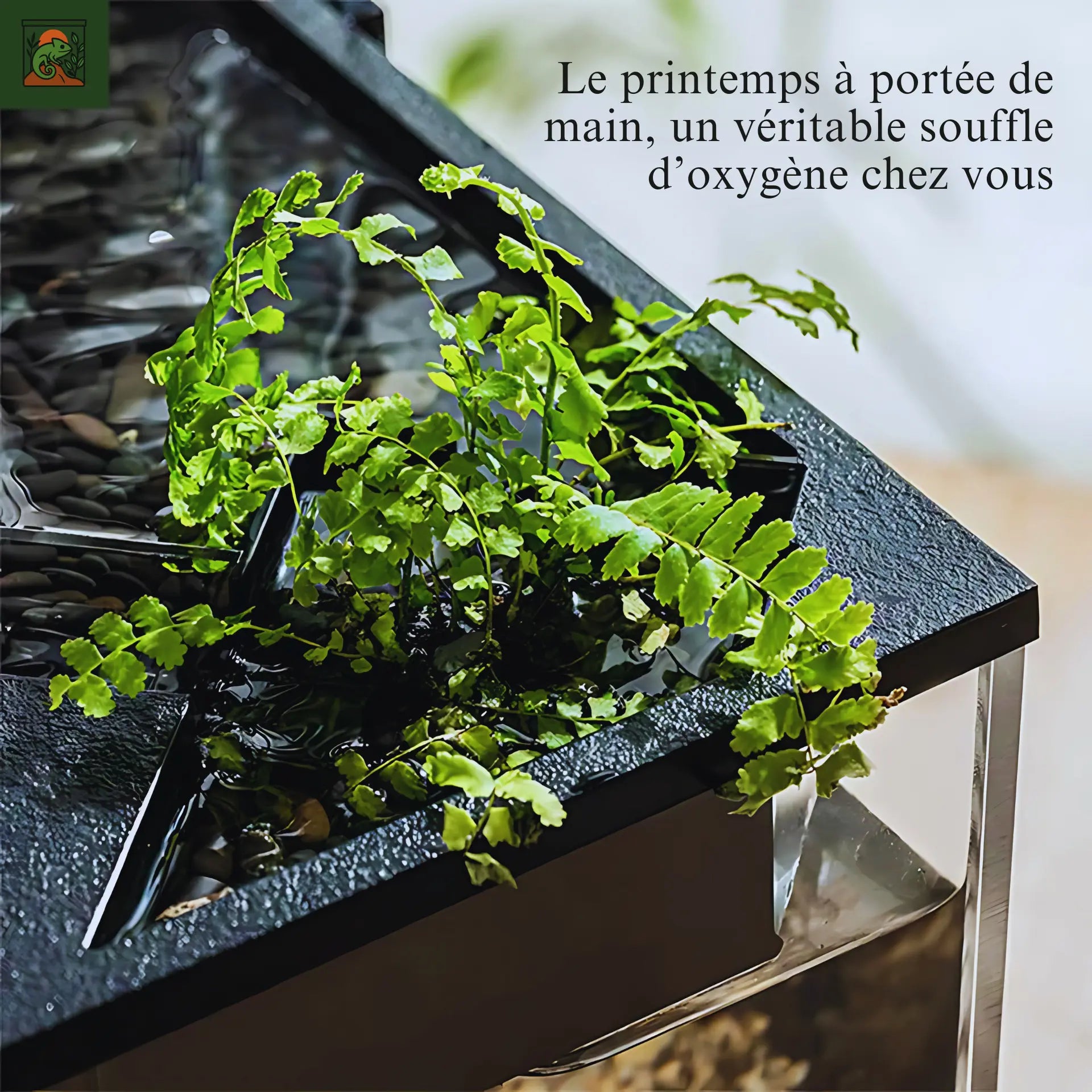 Aquaterrarium en acrylique moderne –Terrarium aquatique Kit tout-en-un 