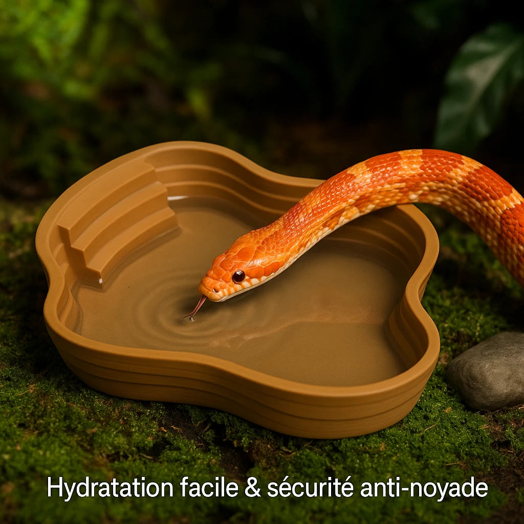 Bassin Solide pour Terrarium – Point d’Eau Naturel & Polyvalent 