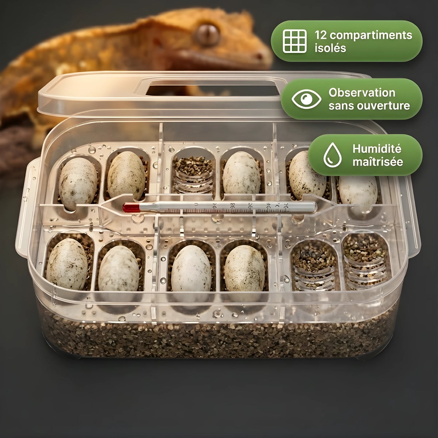 Boîte d’Incubation Terrarium à 12 Grilles 