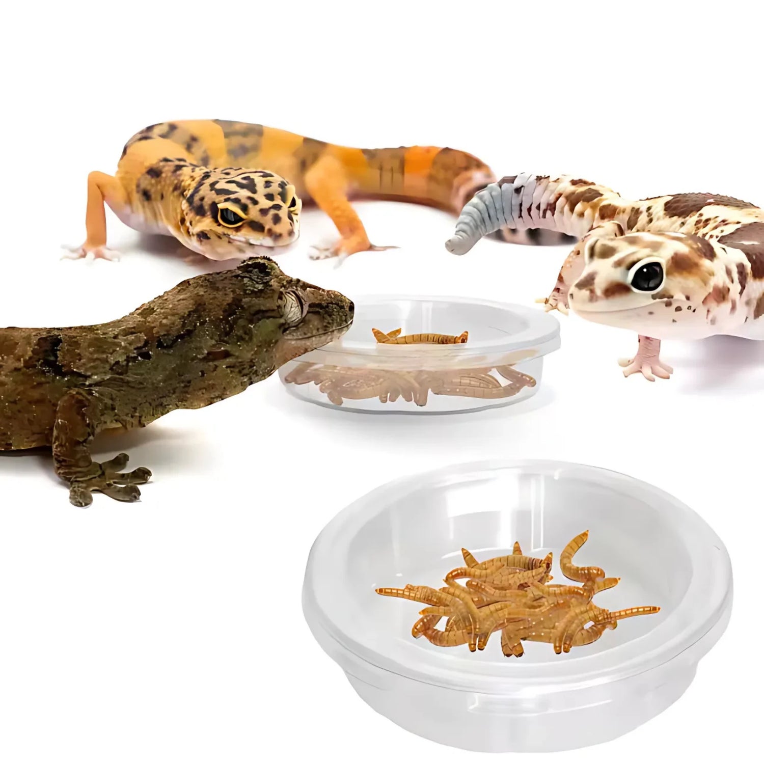 Bol de Nourrissage Anti-Fuite pour Reptiles 