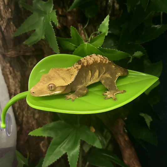 Feuille Ventouse pour Terrarium – Repos & Cachette Reptiles 