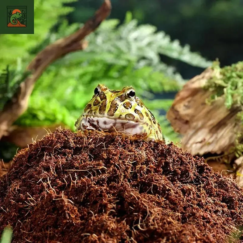 Coco Coir – substrat en Fiber de Coco compressé, literie serpent, accessoires de réservoir de Reptile, pavage pour Geckos, tortues, grenouilles 