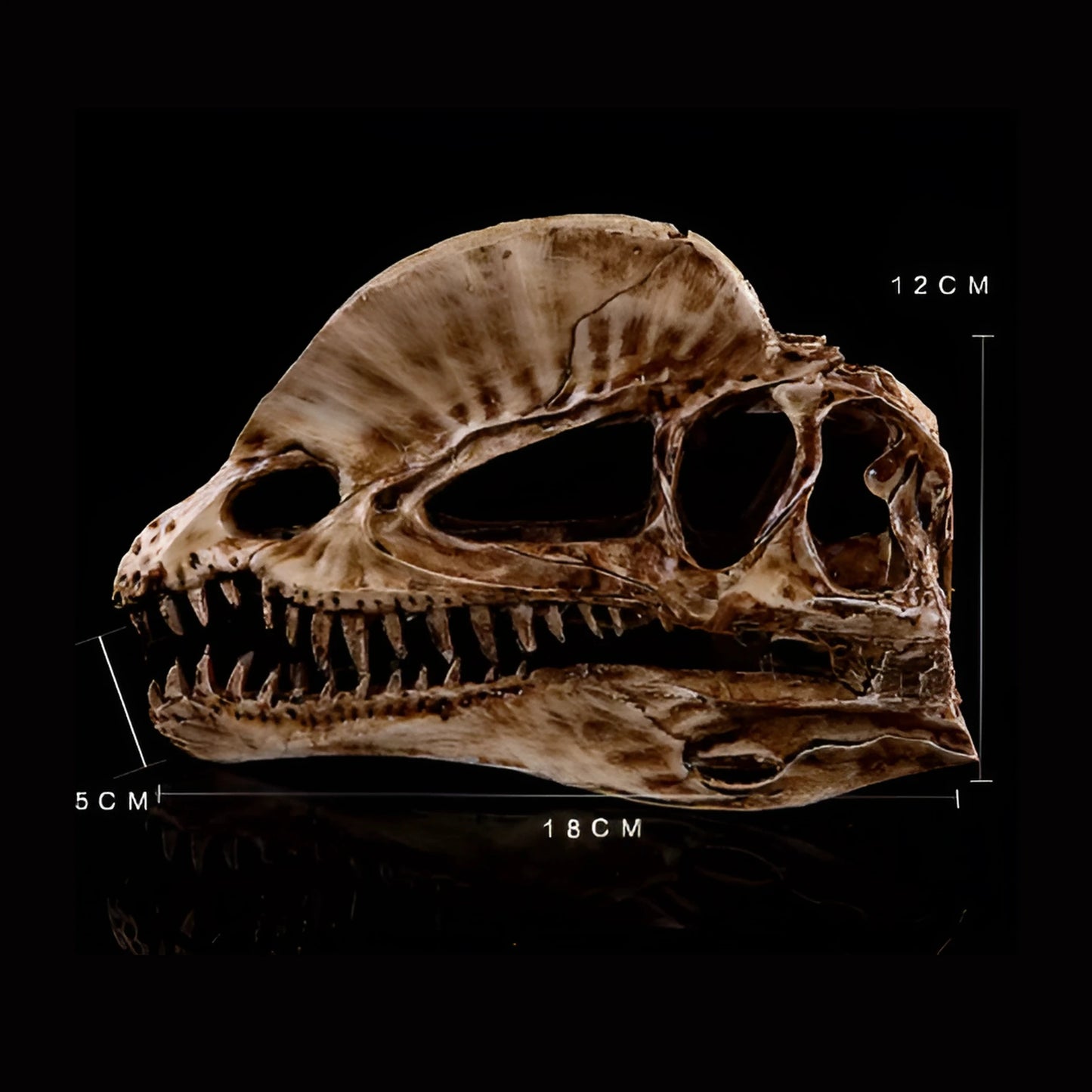 Crâne de Dinosaure en Résine pour Terrarium – Déco Fossile 