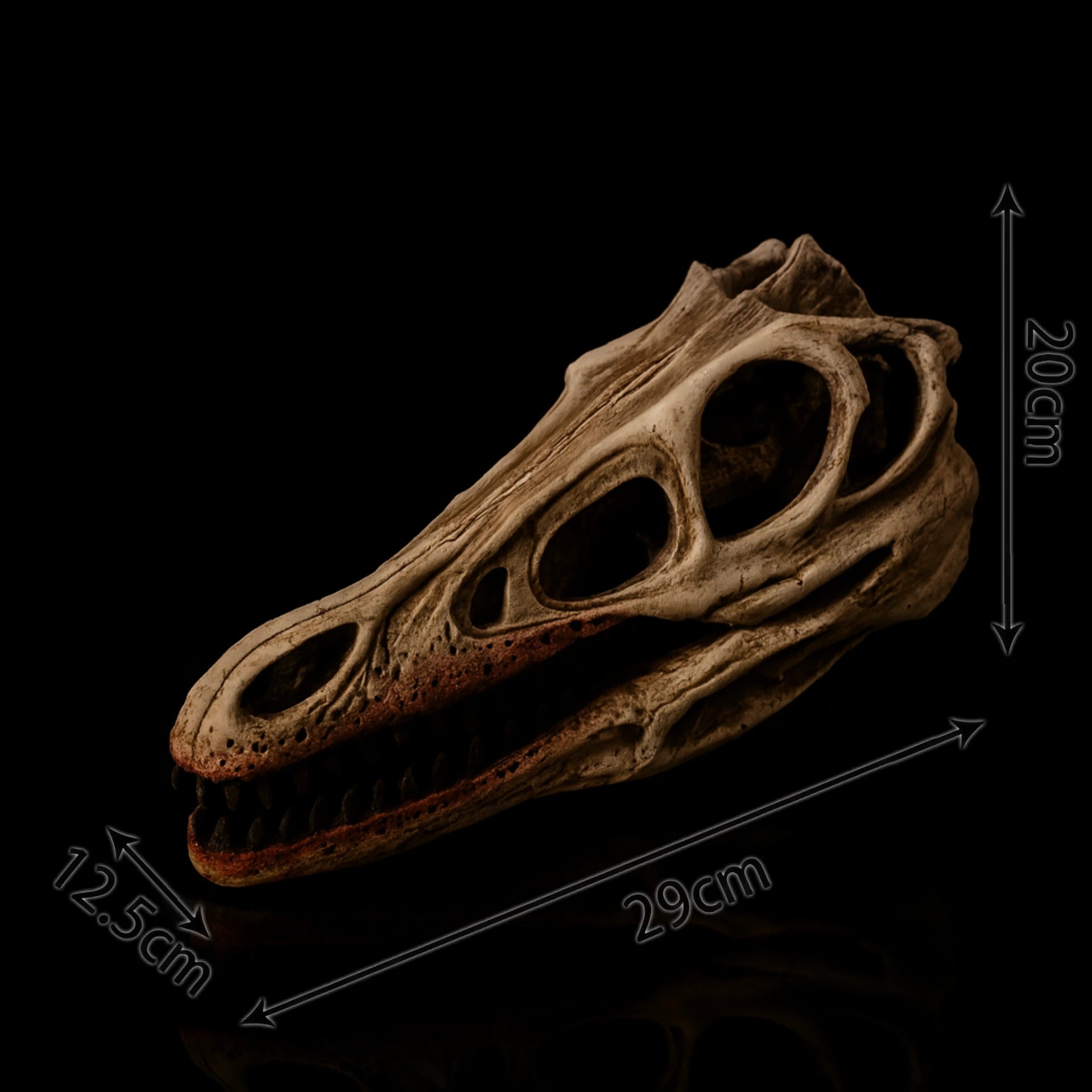 MagiDeal Crâne Fossile Résine Dinosaure Dilophosaurus 1/3 Échelle - Réplique Musée