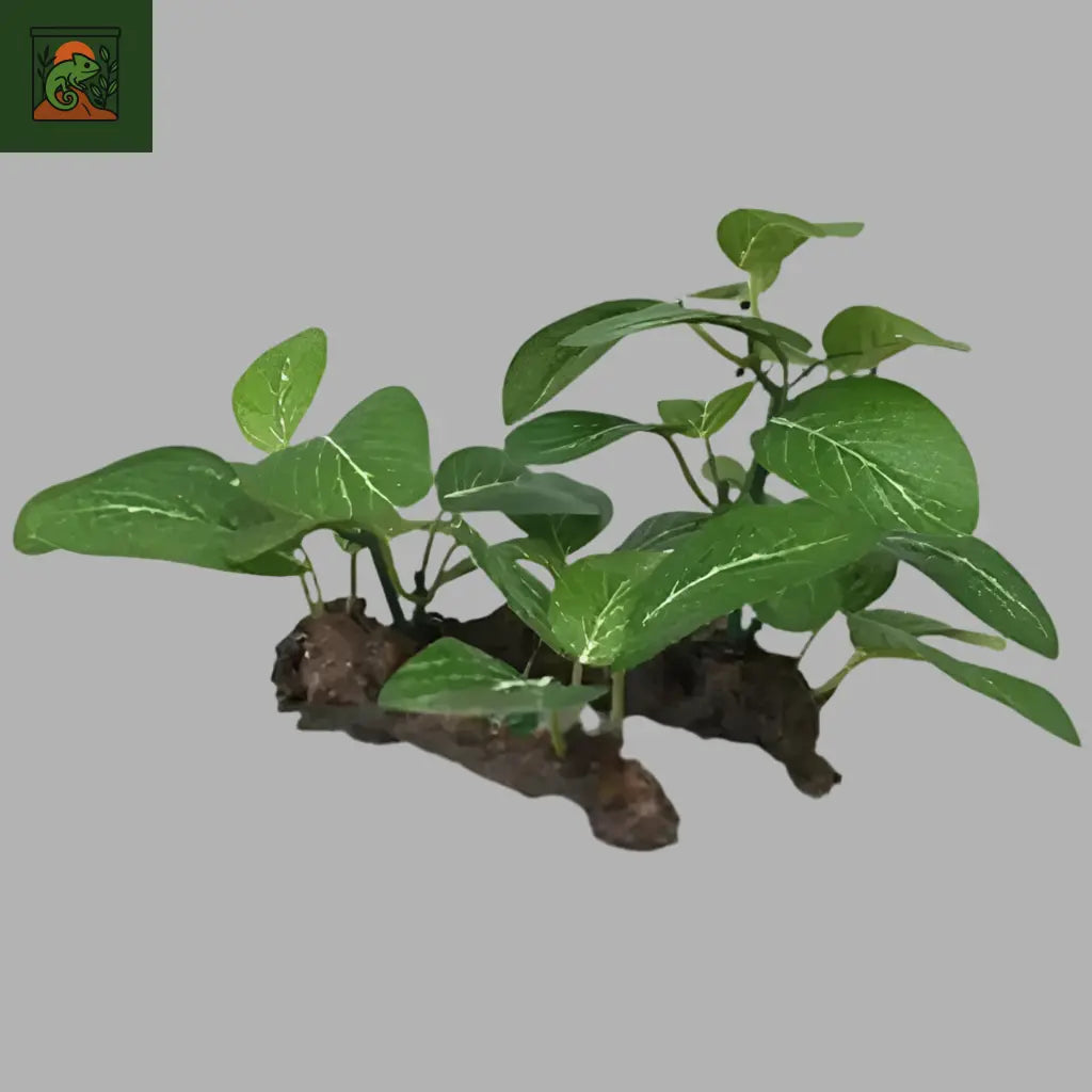Décoration  Terrarium – Tronc d’Arbre et Racines Artificielles pour Reptiles - LeTerrarium